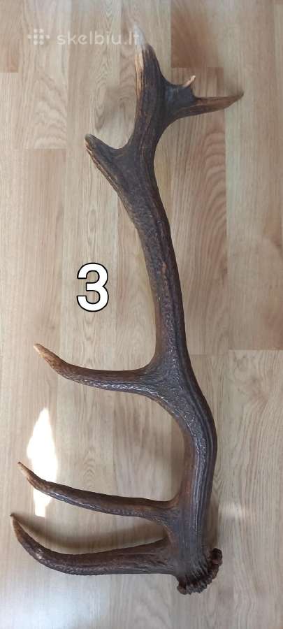 Elnio ragai, briedžio ragai - nuotraukos Nr. 7