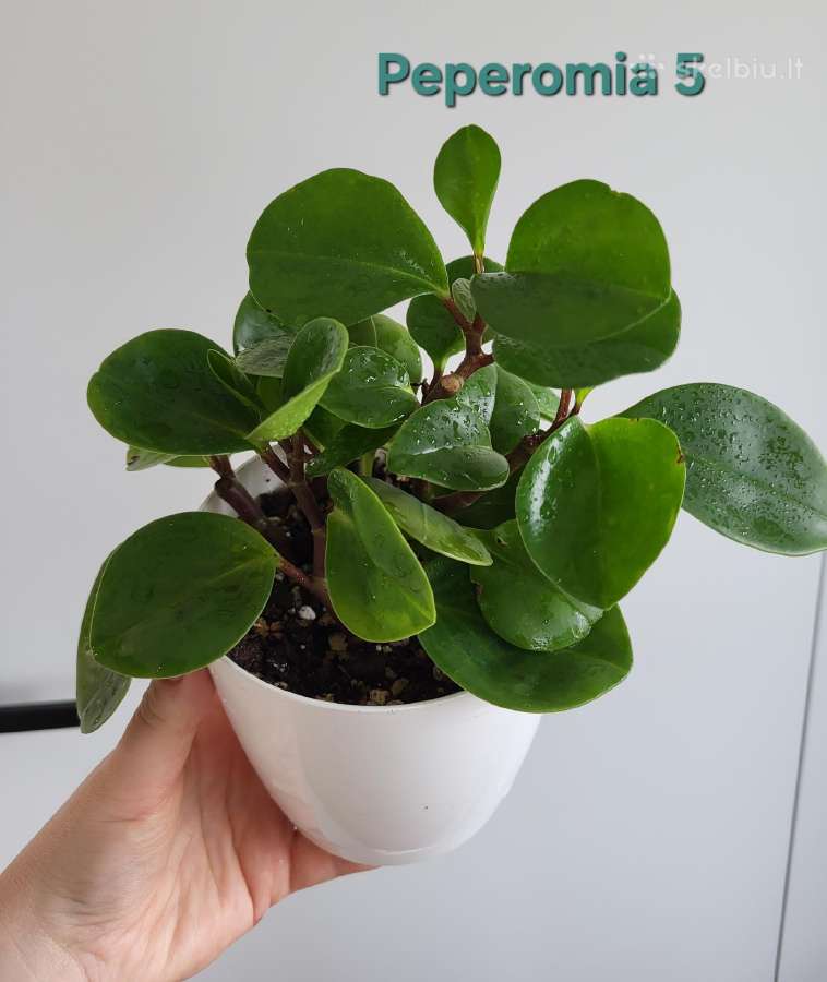 Peperomia