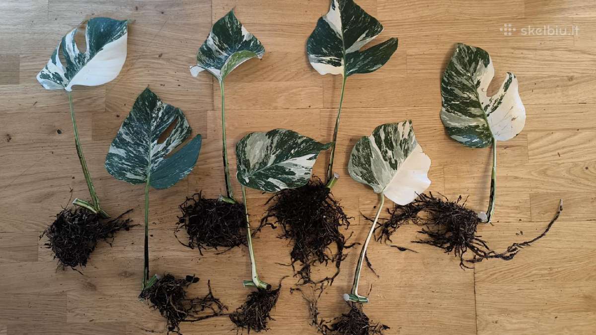 Monstera albo variegata pasodinta vazone - nuotraukos Nr. 2