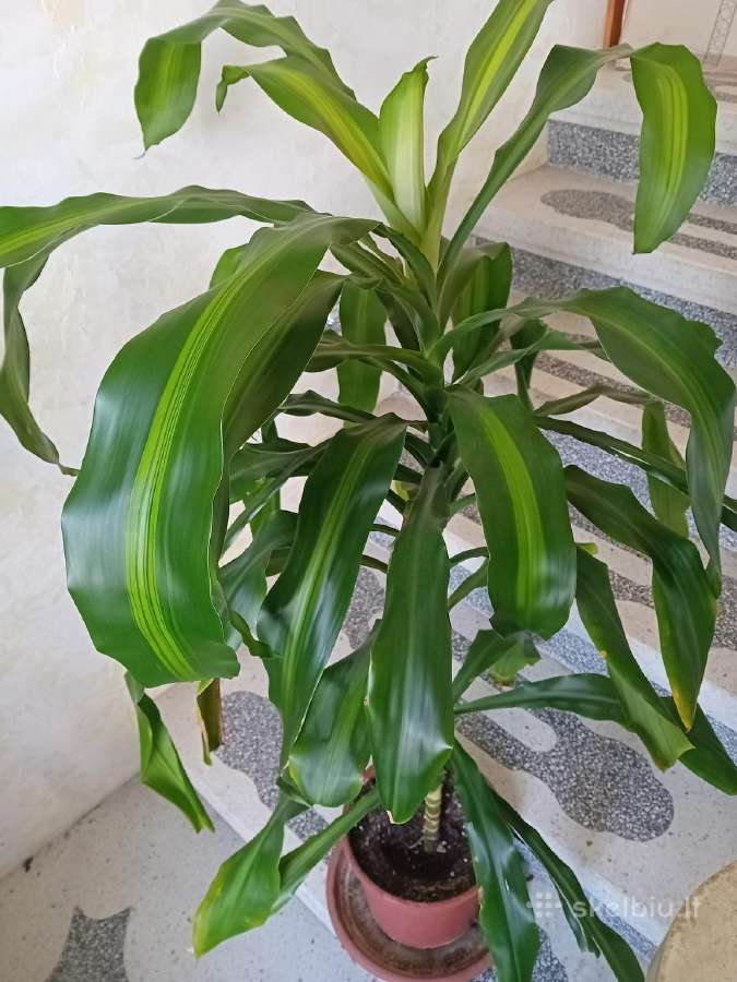 Kvapioji dracena 120 cm