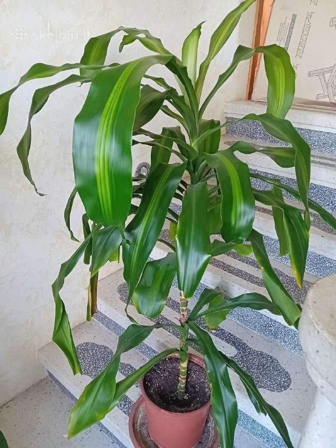 Kvapioji dracena 120 cm - nuotraukos Nr. 2