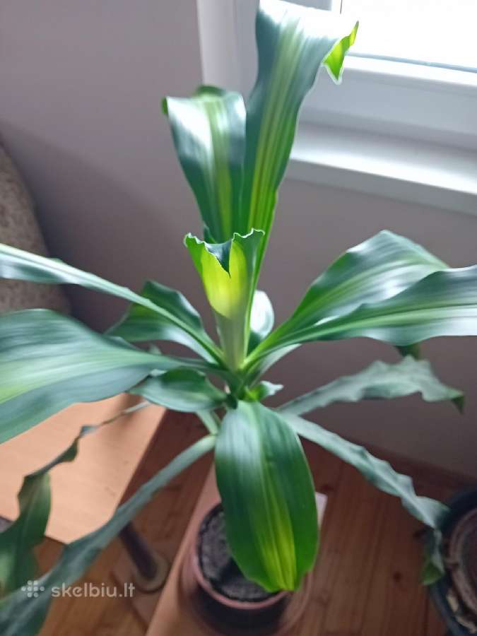 Kvapioji dracena 90 cm