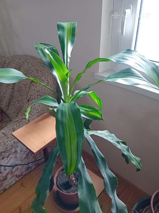 Kvapioji dracena 90 cm - nuotraukos Nr. 2