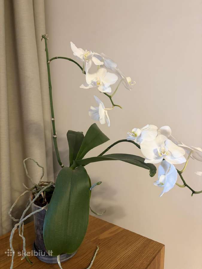 Trys orchidejos
