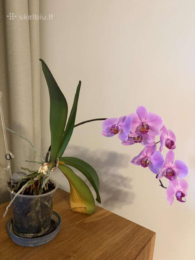 Trys orchidejos - nuotraukos Nr. 4
