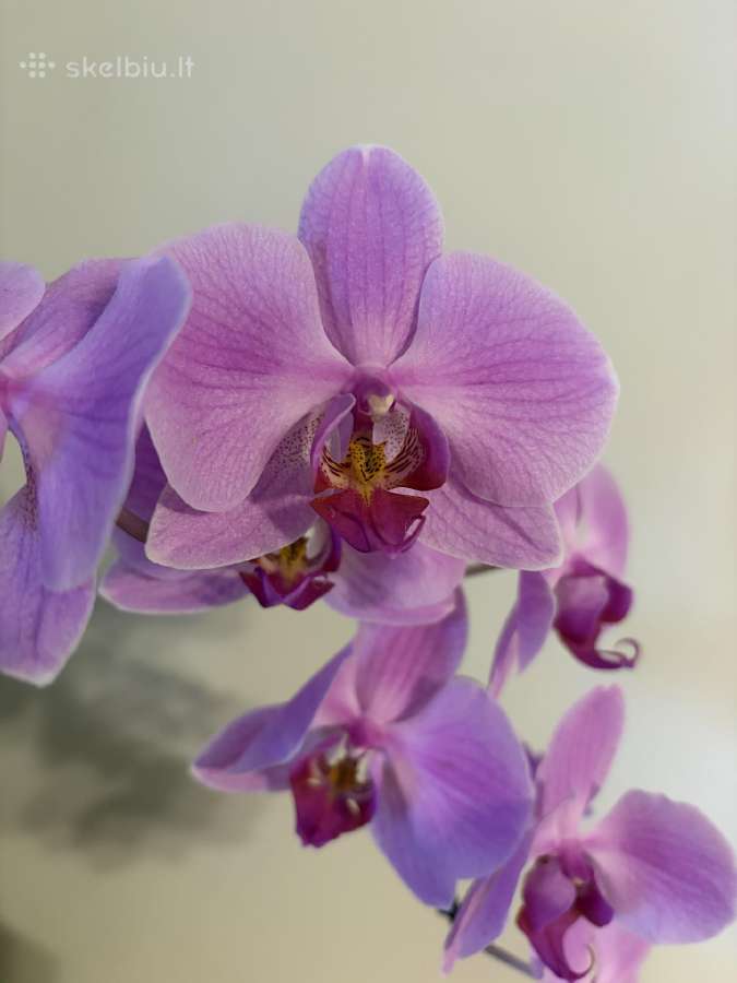 Trys orchidejos - nuotraukos Nr. 5