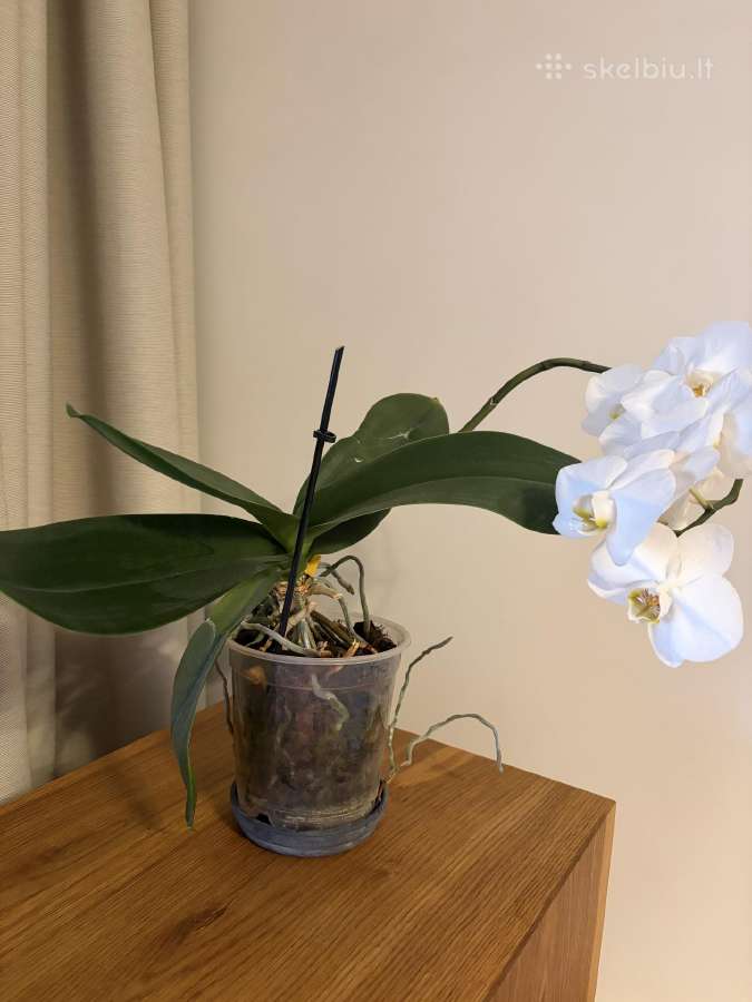 Trys orchidejos - nuotraukos Nr. 7