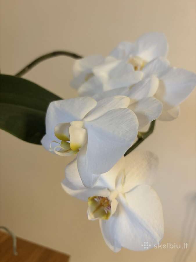 Trys orchidejos - nuotraukos Nr. 8