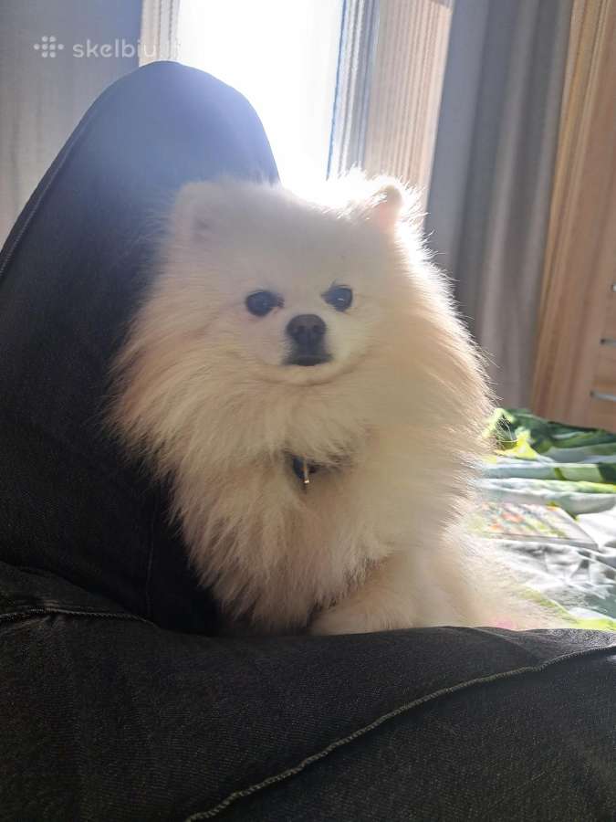 Dvejų metu pomeranijos špicas ješko paneles.