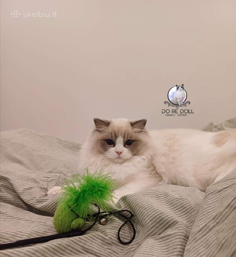 Kilmingi Ragdoll veislės kačiukai - nuotraukos Nr. 5
