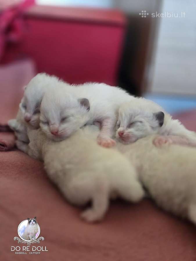 Kilmingi Ragdoll veislės kačiukai - nuotraukos Nr. 7