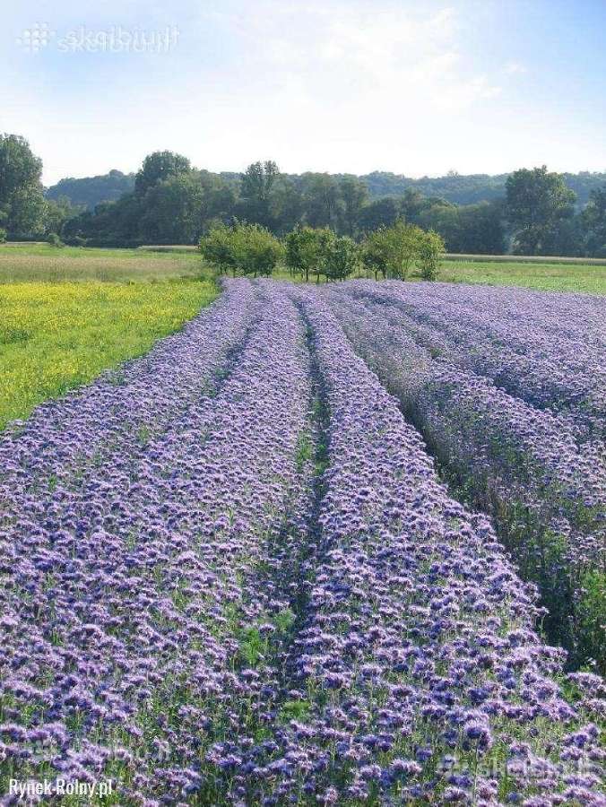 Facelija, Garstyčios, ridikai, dobilai, vikiai