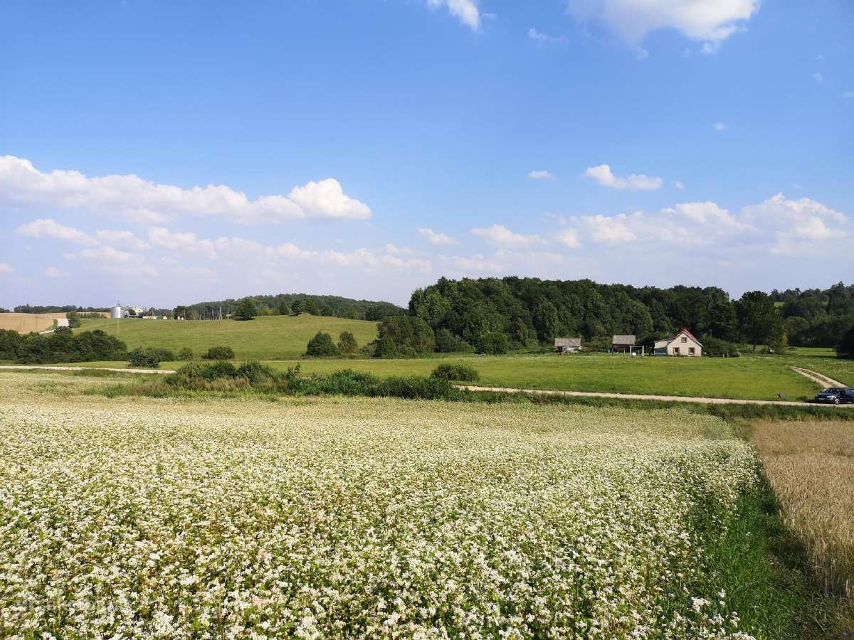 Parduodamas namas Kelmės r. su 3 ha žemės.