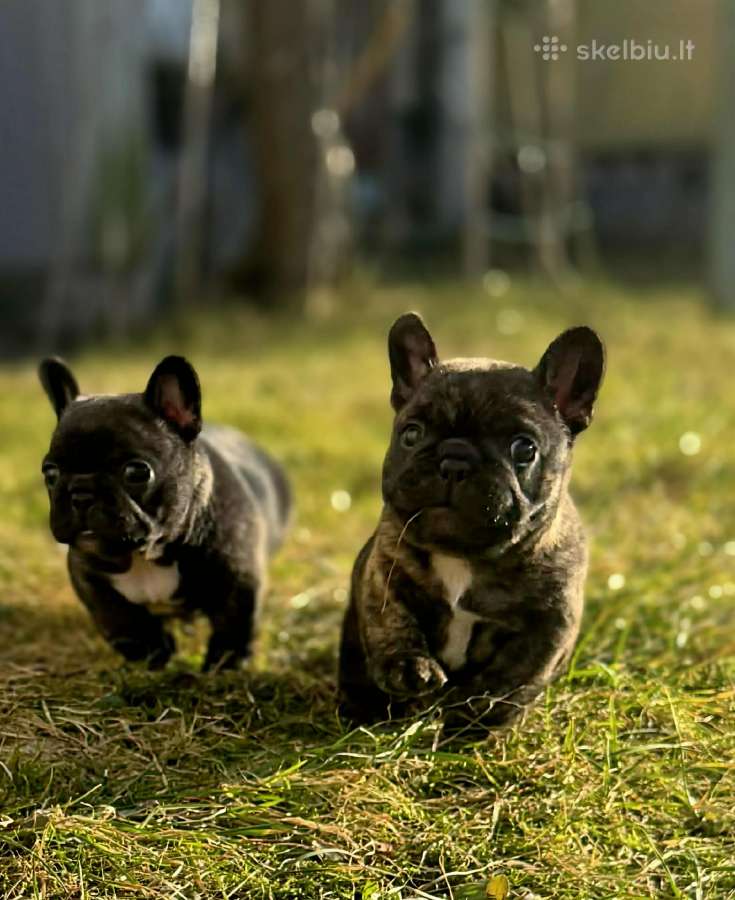Kilminga ir ypatinga prancūzų buldogų mergaitė! - nuotraukos Nr. 5