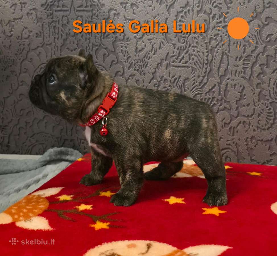 Kilminga ir ypatinga prancūzų buldogų mergaitė! - nuotraukos Nr. 6