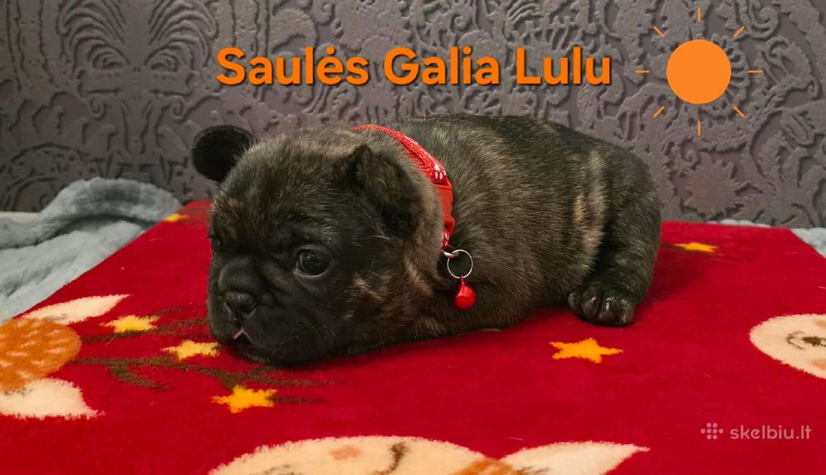 Kilminga ir ypatinga prancūzų buldogų mergaitė! - nuotraukos Nr. 7