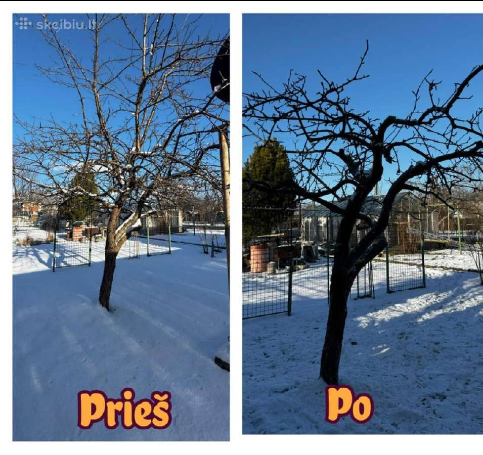 Medžių genėjimo ir formavimo darbai Panevėžyje