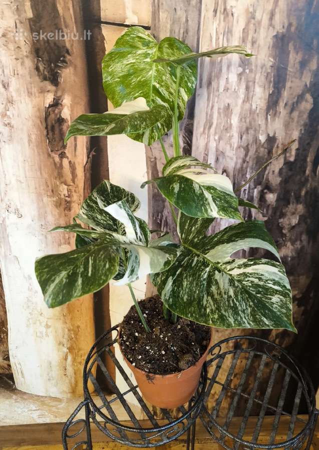 Monstera Albo variegata - nuotraukos Nr. 2