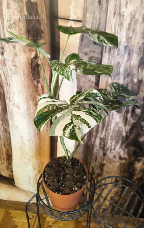 Monstera Albo variegata