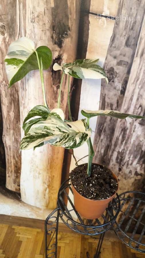 Monstera Albo variegata - nuotraukos Nr. 3