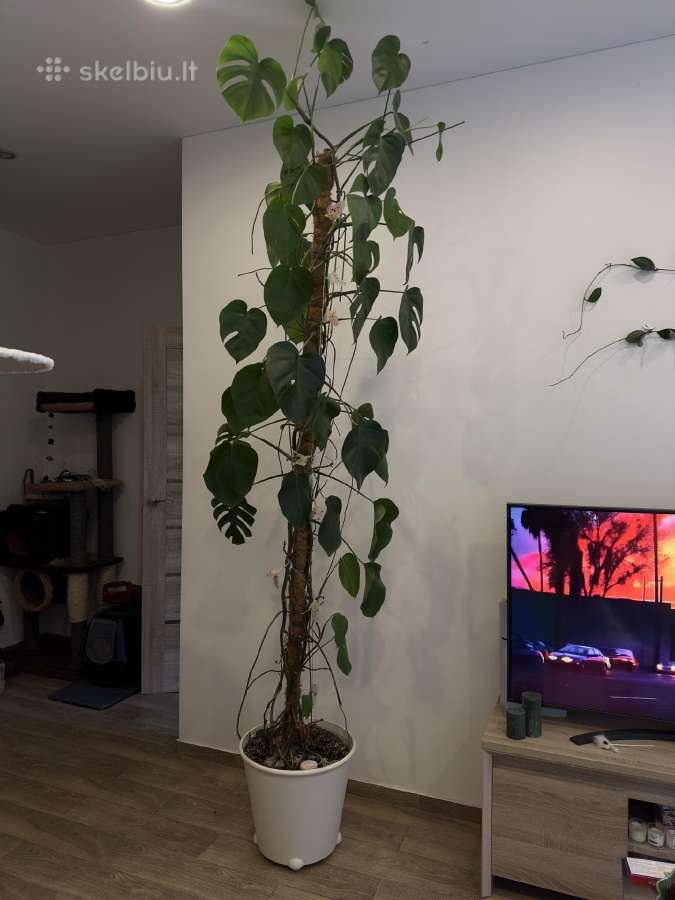 Monstera deliciosa