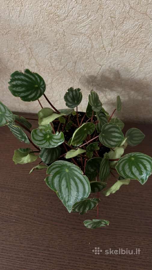 Arbūzinė peperomija peperomia - nuotraukos Nr. 2