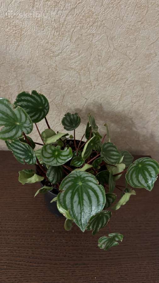 Arbūzinė peperomija peperomia - nuotraukos Nr. 3