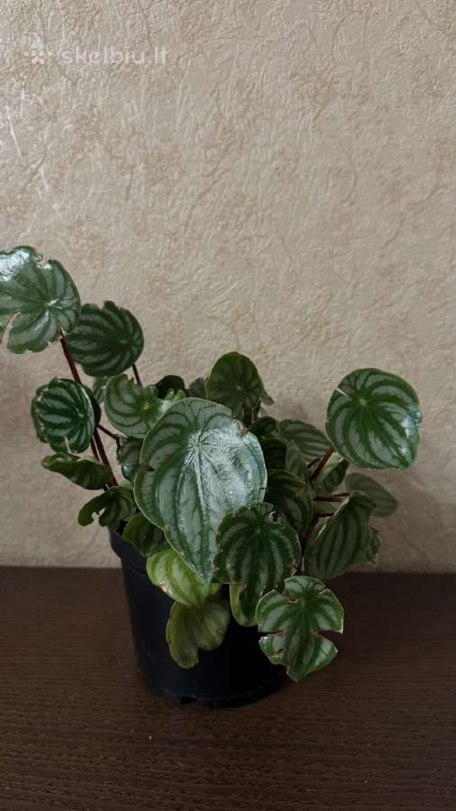 Arbūzinė peperomija peperomia