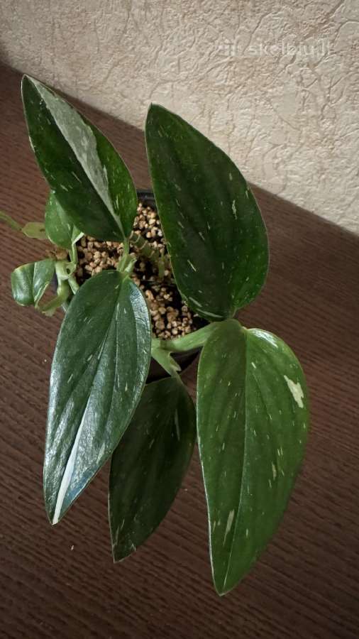 Monstera Standlayena
