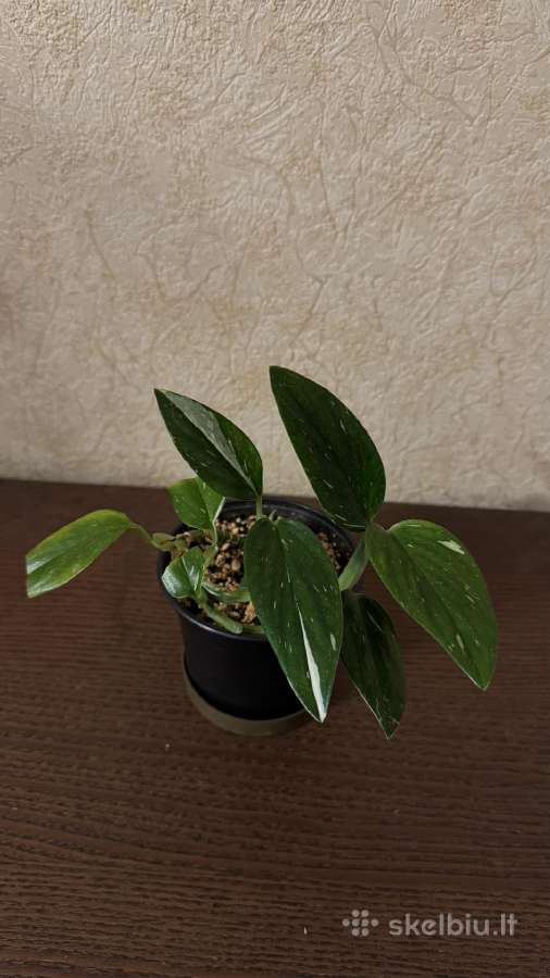 Monstera Standlayena - nuotraukos Nr. 3