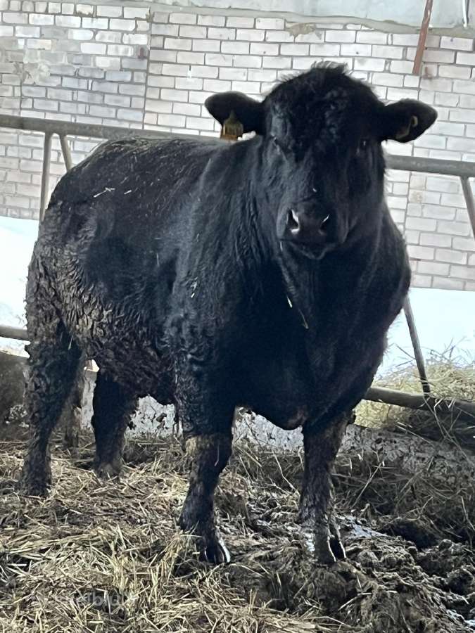 Angus grynaveisliai buliai