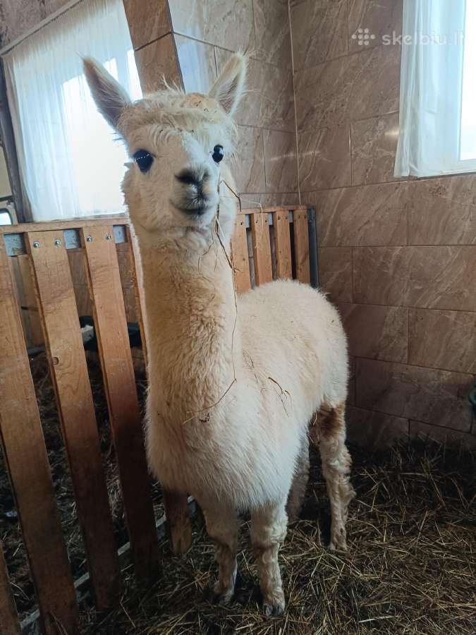 Alpaka