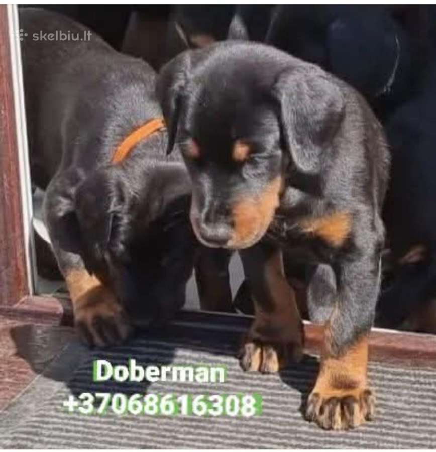 Dobermanu šuniukai gime2026.01.28
