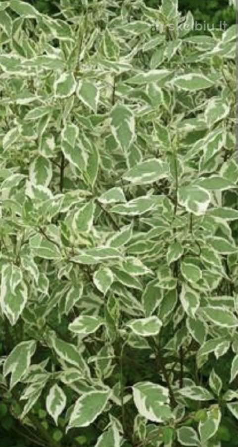 Sedula baltoji "Elegantissima"
