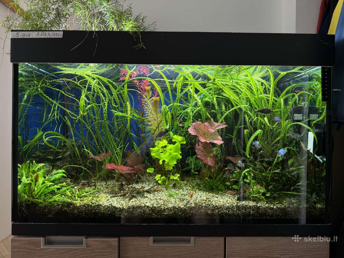 Akvariumas su viskuo - nuotraukos Nr. 2