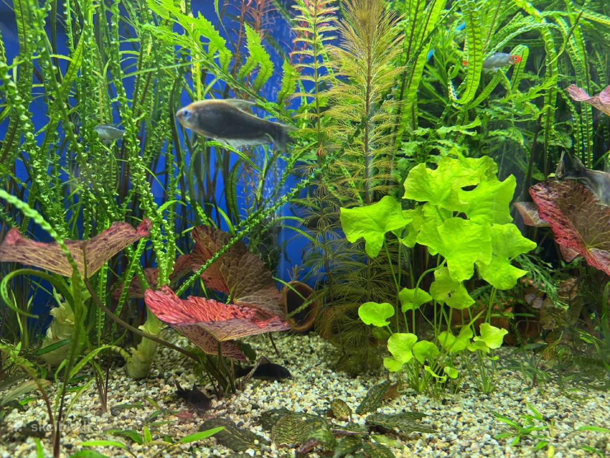 Akvariumas su viskuo - nuotraukos Nr. 3