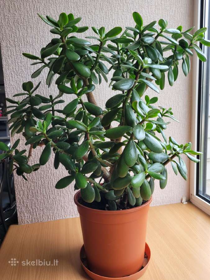 Storalapis (lot.crassula)-pinigų medis