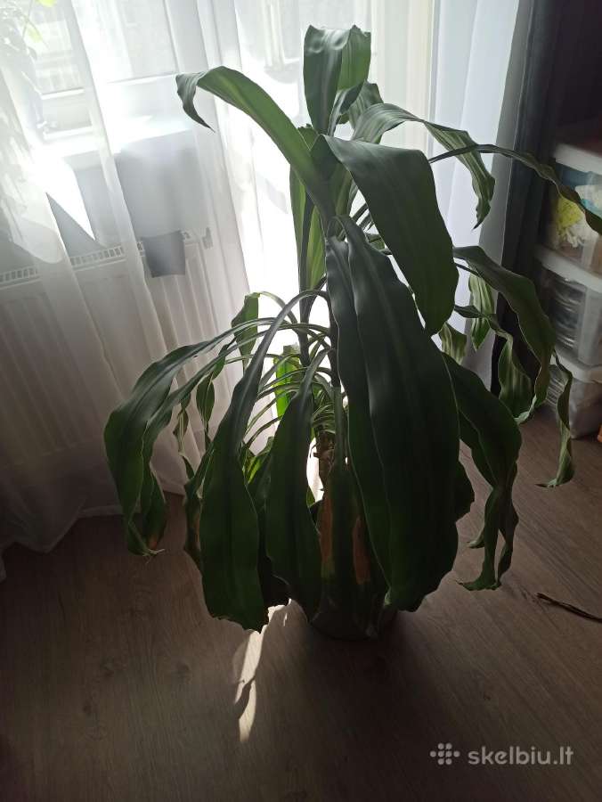 Kvapnioji dracena