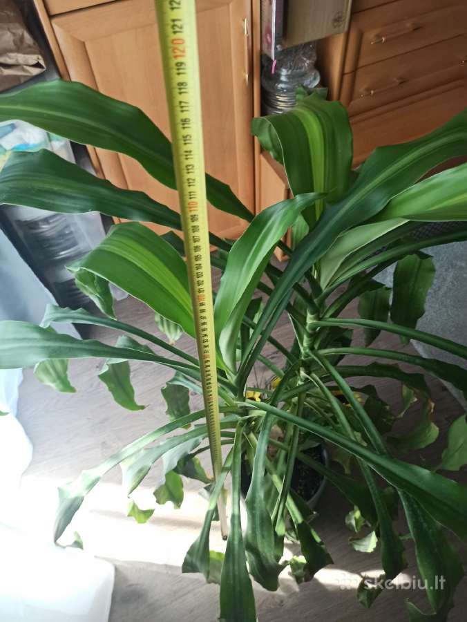 Kvapnioji dracena - nuotraukos Nr. 2