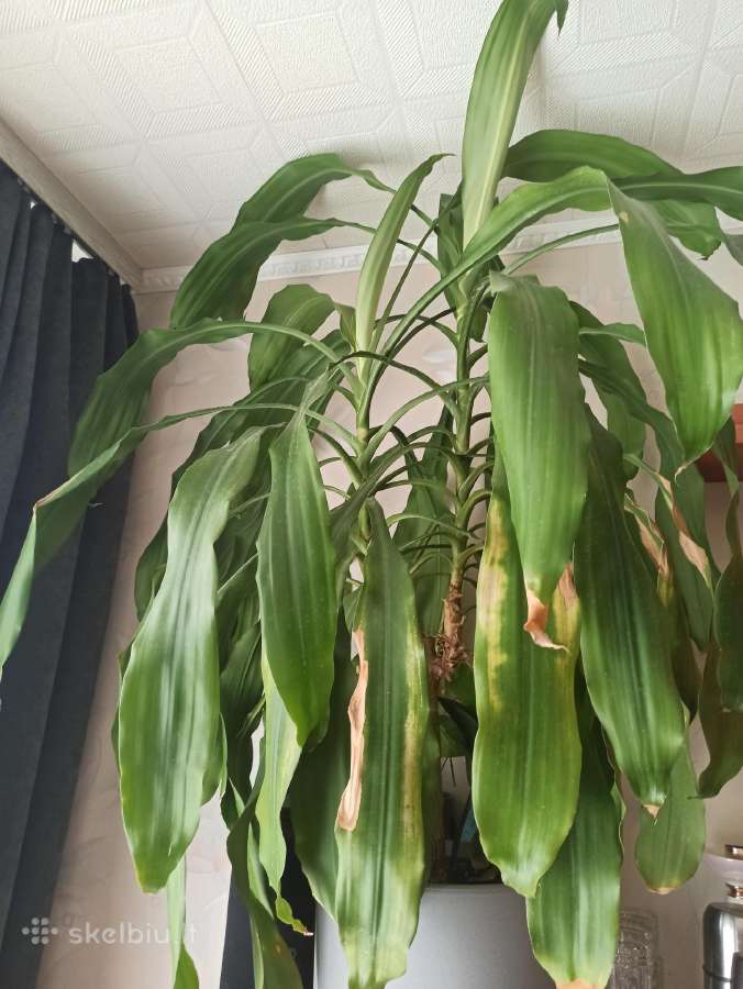 Kvapnioji dracena - nuotraukos Nr. 3