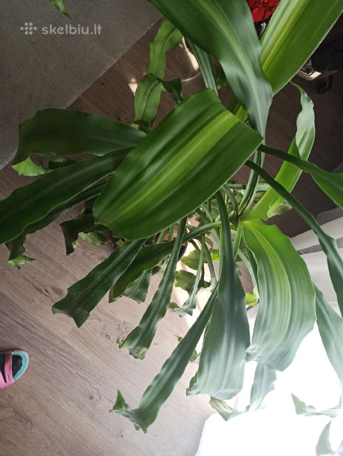 Kvapnioji dracena - nuotraukos Nr. 4