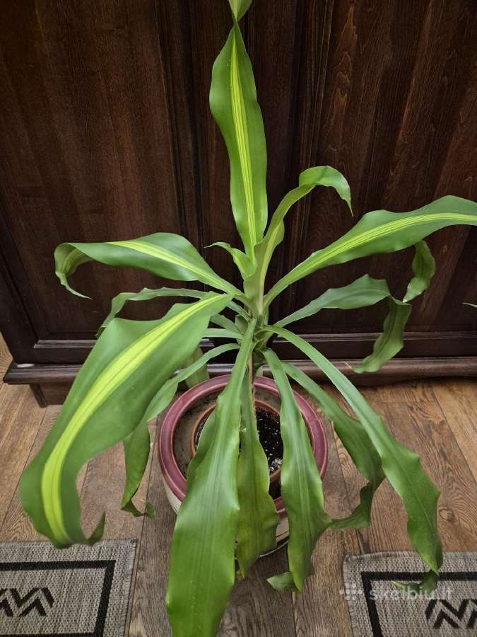 Kambarine gele "dracena'.80cm. - nuotraukos Nr. 3