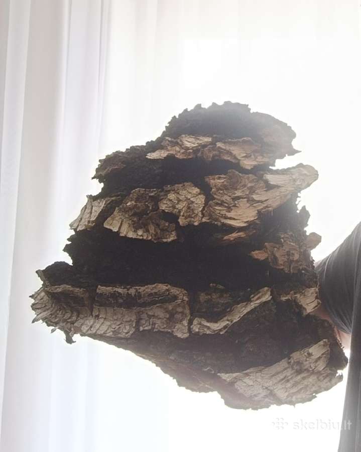 Čaga (Chaga )