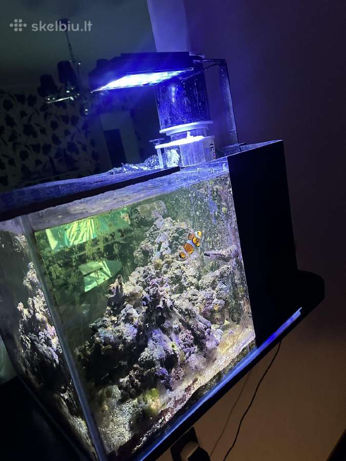 Jūrinis akvariumas su viskuo