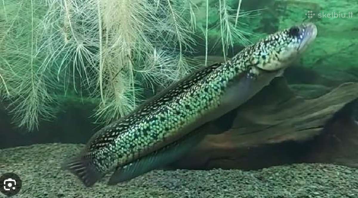 Parduodama žuvis Channa asiatica blue tenmoku