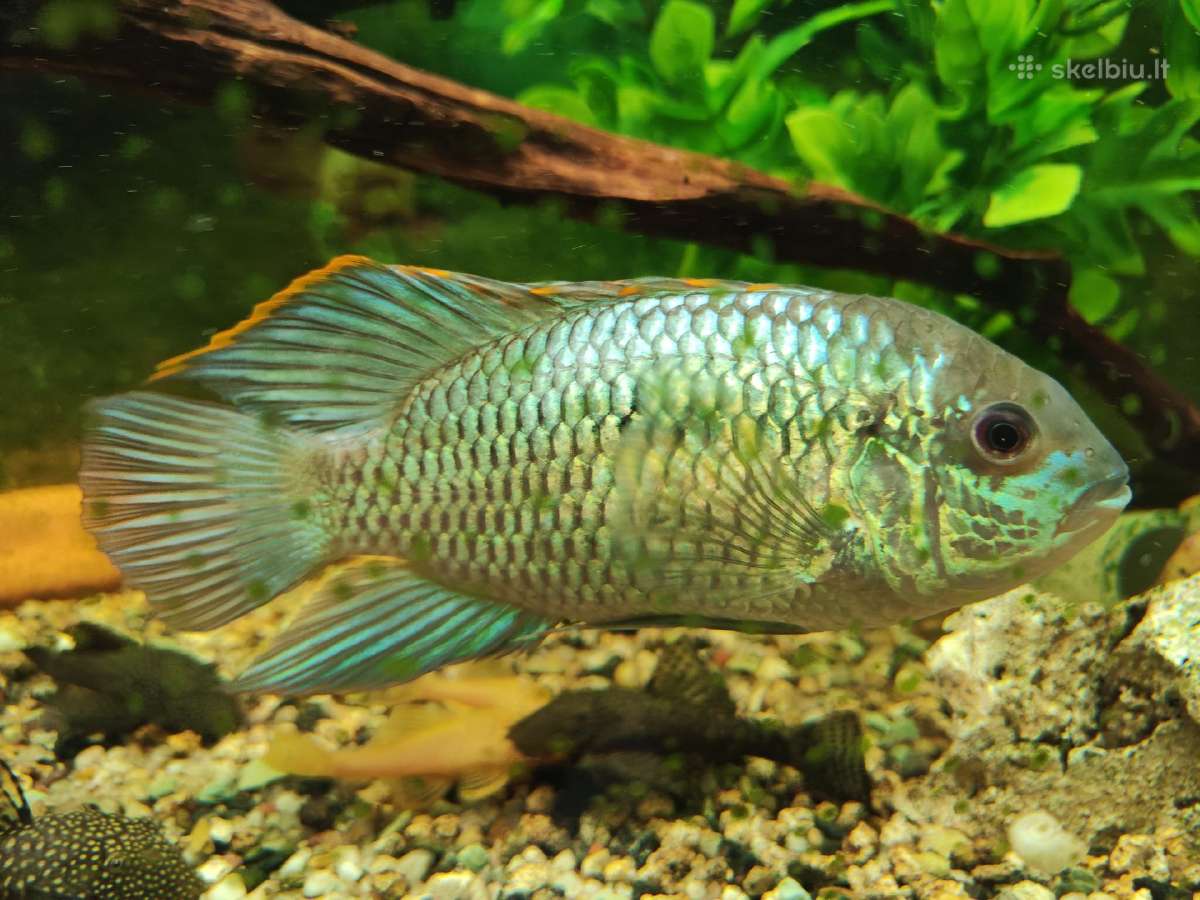 Parduodama žuvis Mėlynoji akara Electric Blue