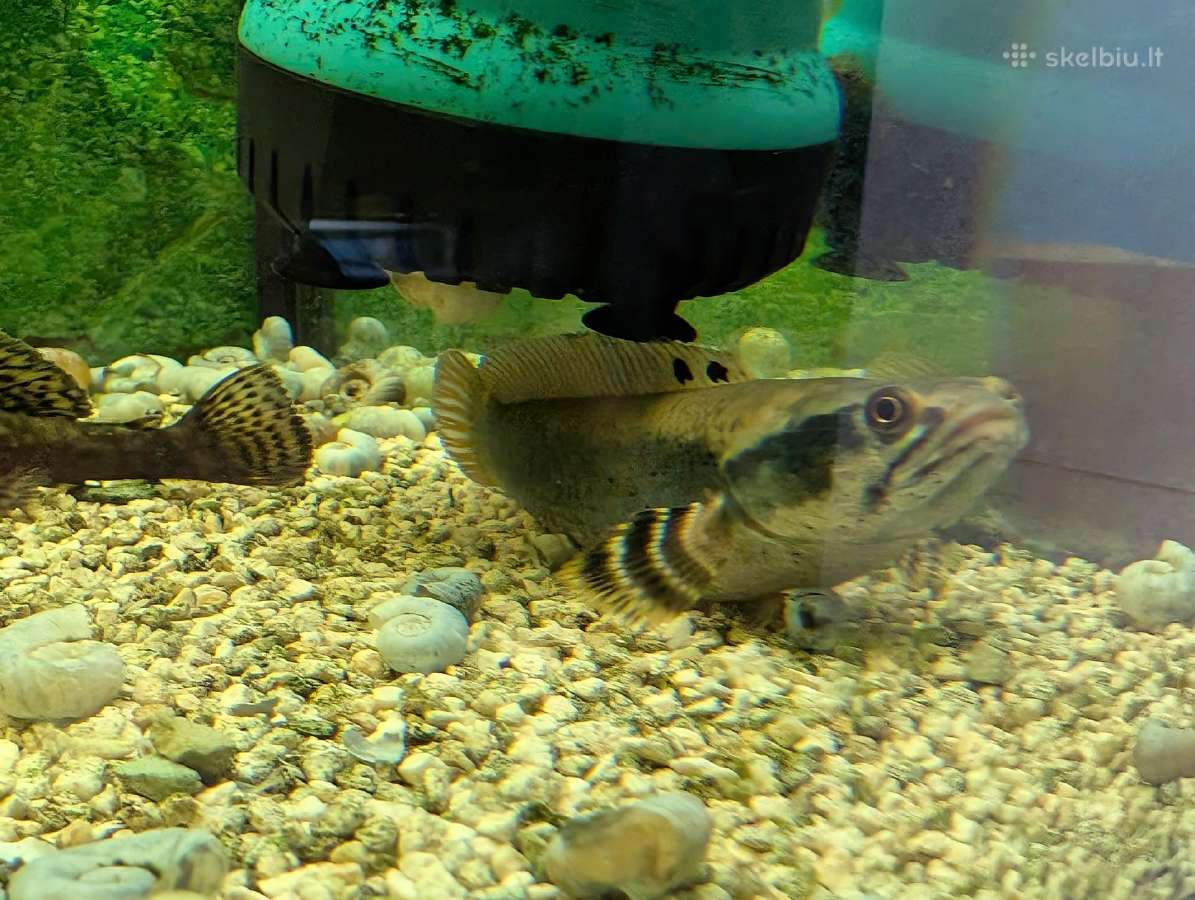Parduodamos žuvys Channa pulchra - nuotraukos Nr. 2