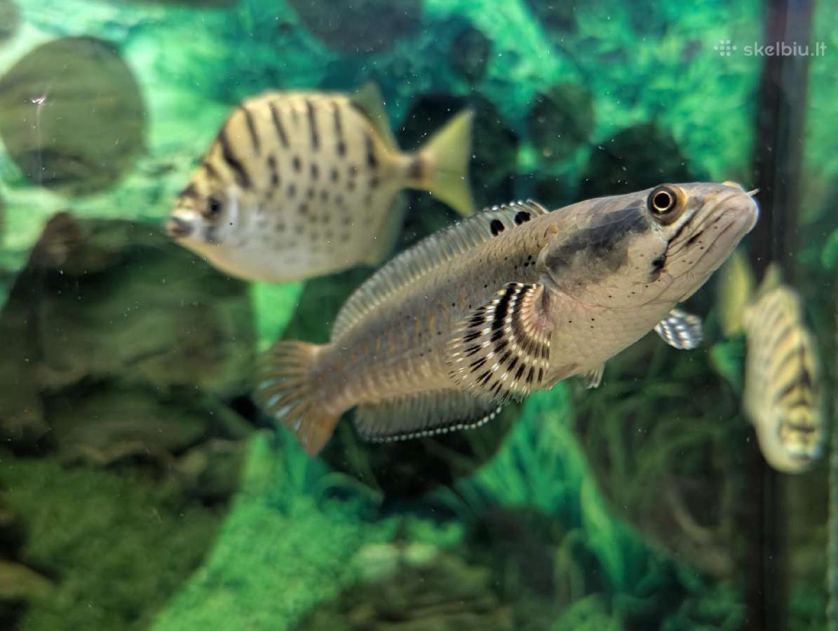 Parduodamos žuvys Channa pulchra