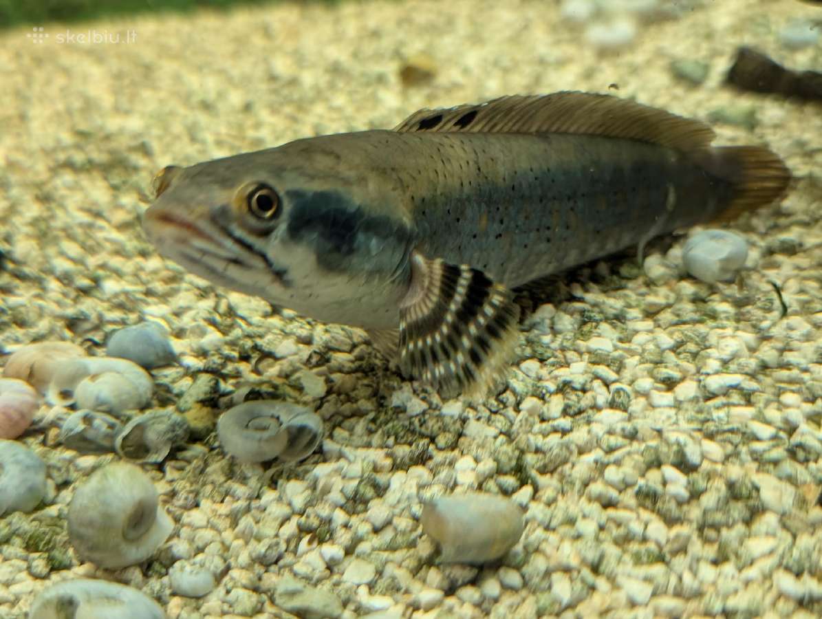 Parduodamos žuvys Channa pulchra - nuotraukos Nr. 3