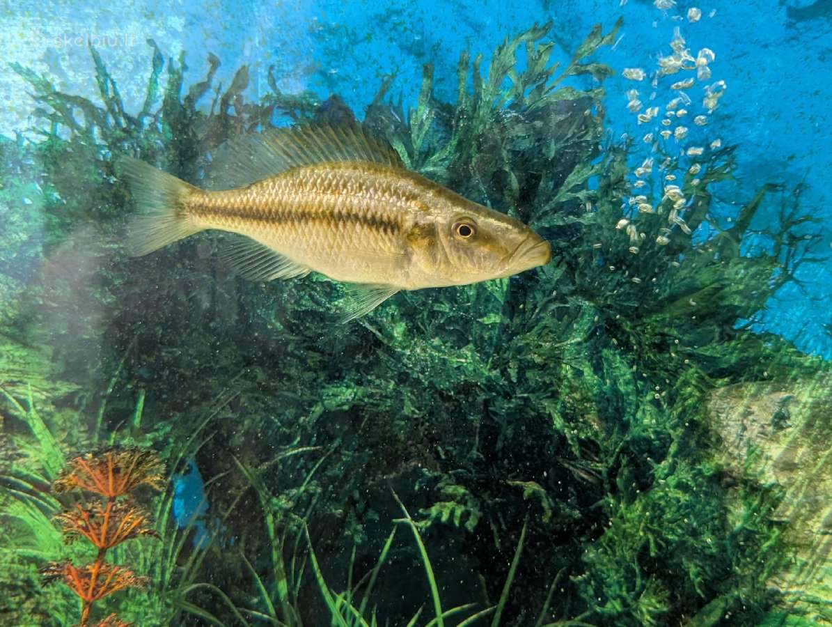 Parduodamos žuvys Dimidiochromis compressiceps
